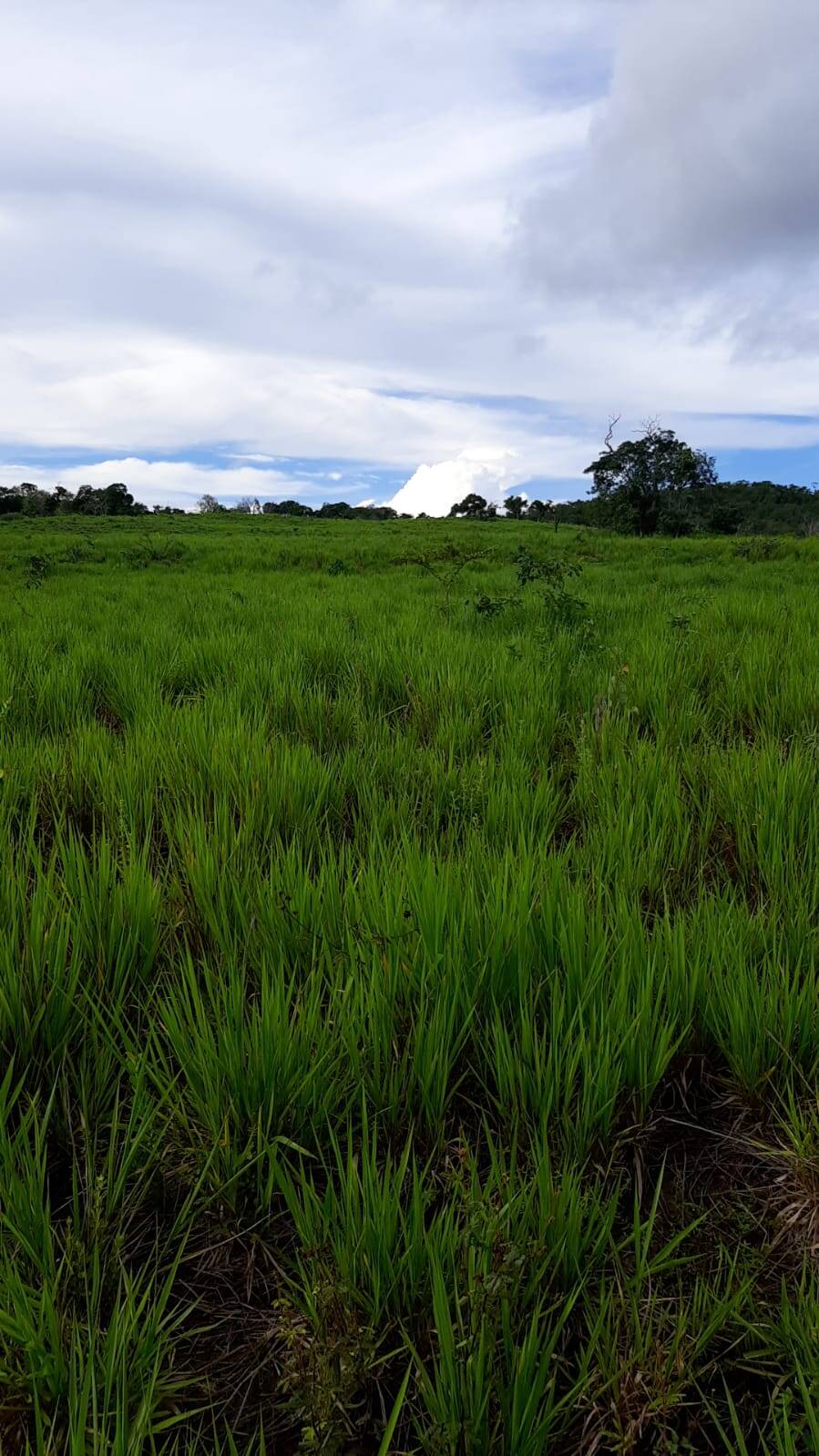 Fazenda à venda, 158m² - Foto 19