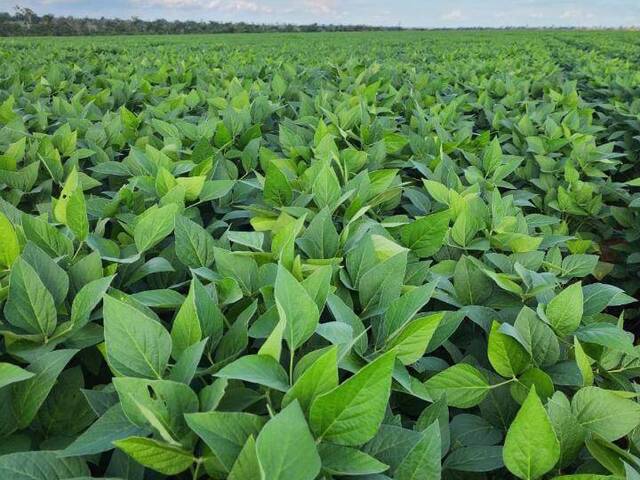 #500 - Fazenda para Venda em Canabrava do Norte - MT - 3